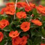 Sunpatiens – Compact Electric Orange – 10″ Hanging Basket